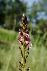 Lysimachia dubia
