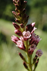 Lysimachia dubia