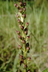Lysimachia dubia