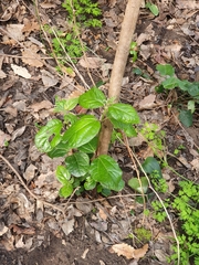 Viburnum tinus