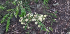 Acacia clandullensis