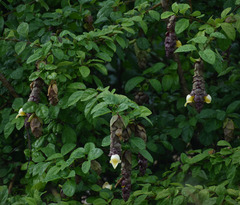 Gmelina philippensis