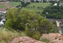 Acacia spirorbis solandri