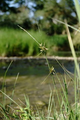 Cyperus flavescens