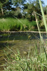 Cyperus flavescens
