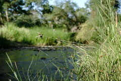 Cyperus flavescens