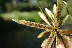 Cyperus flavescens