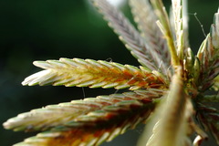 Cyperus flavescens