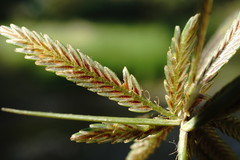 Cyperus flavescens