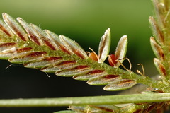 Cyperus flavescens