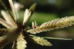 Cyperus flavescens