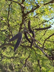 Vachellia astringens