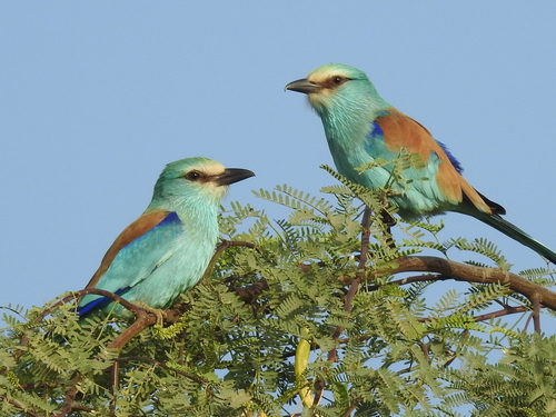 Abyssinian Roller