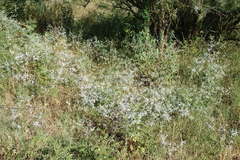 Eryngium caeruleum
