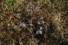 Eryngium caeruleum