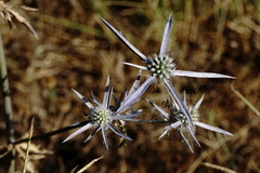 Eryngium caeruleum