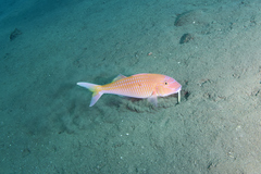 Parupeneus heptacantha