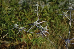 Eryngium caeruleum
