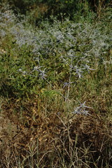 Eryngium caeruleum
