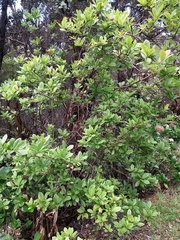 Vaccinium calycinum
