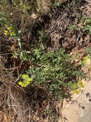 Euphorbia fragifera