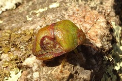 Solenotichus circuliferus