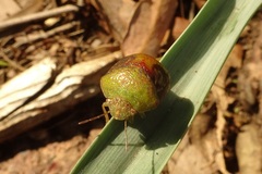 Solenotichus circuliferus