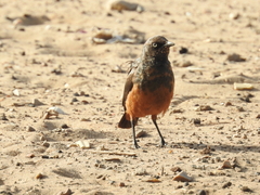 Lamprotornis pulcher