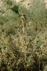 Petrosimonia brachiata