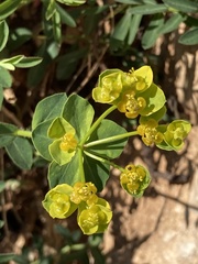 Euphorbia fragifera