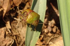 Solenotichus circuliferus