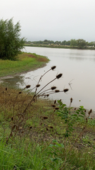 Dipsacus fullonum