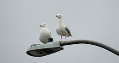 Larus argentatus