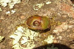 Solenotichus circuliferus