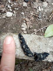 Mustela putorius