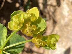 Euphorbia fragifera