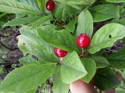 Vaccinium calycinum