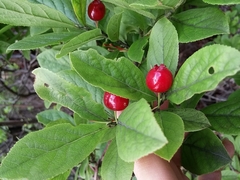Vaccinium calycinum