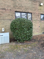 Osmanthus heterophyllus