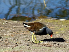 Gallinula chloropus