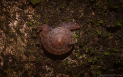 Nitor subrugatus