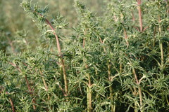 Petrosimonia brachiata