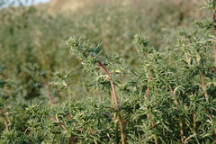 Petrosimonia brachiata