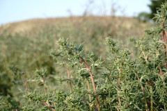 Petrosimonia brachiata