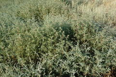 Petrosimonia brachiata