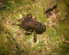 Methidrysis afflicta