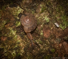 Nitor subrugatus