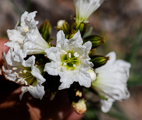 Cordia decandra (Cordia decandra)