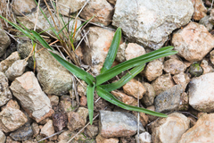 Anacamptis coriophora