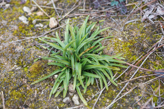 Anacamptis coriophora
